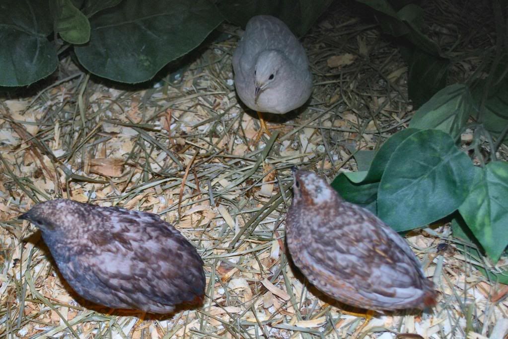 Button Quail Pictures BackYard Chickens Learn How to Raise Chickens