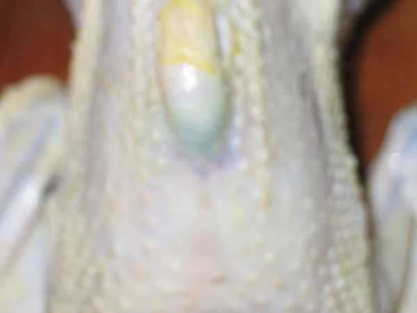 chicken3.jpg