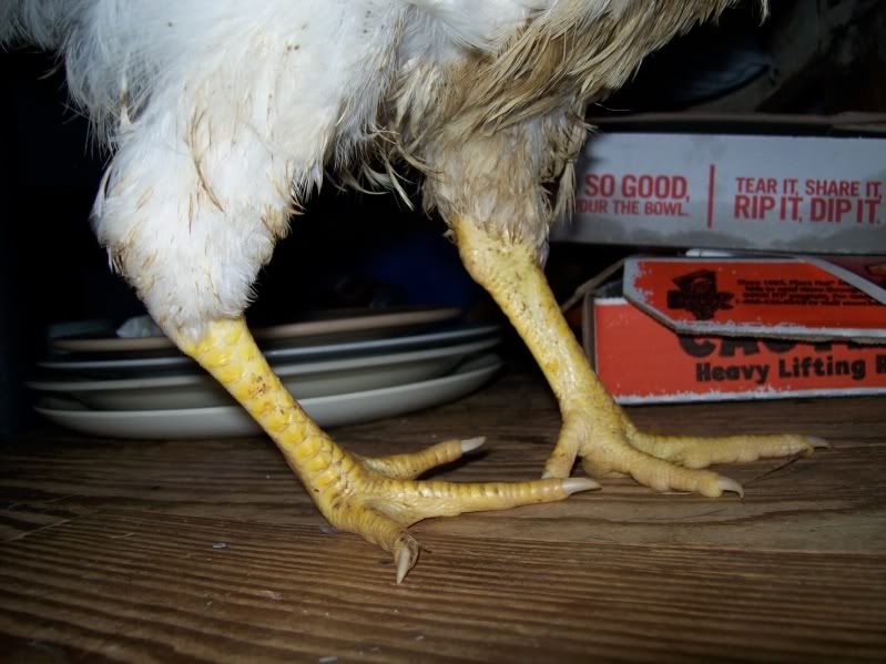 chickenleg003.jpg