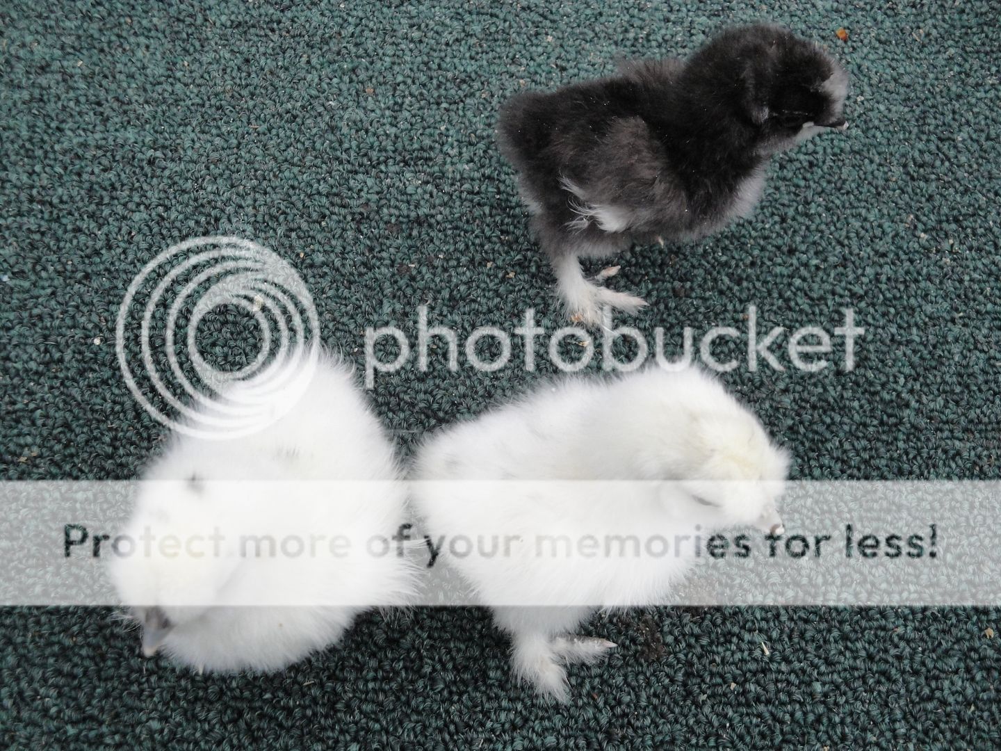 silkieandouille013.jpg