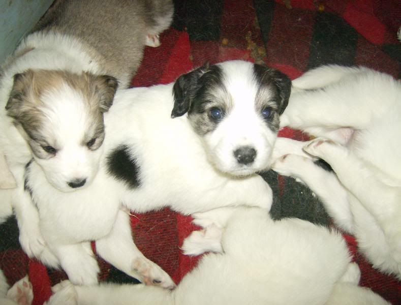 newyearspuppies114.jpg