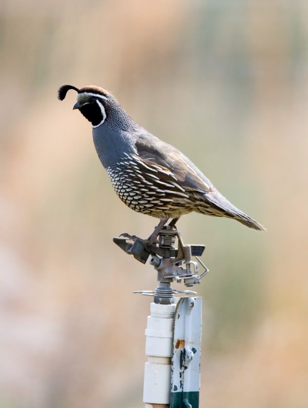rainbird.jpg