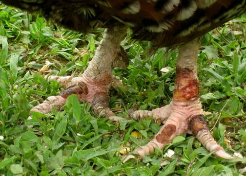 SHLEGS.jpg