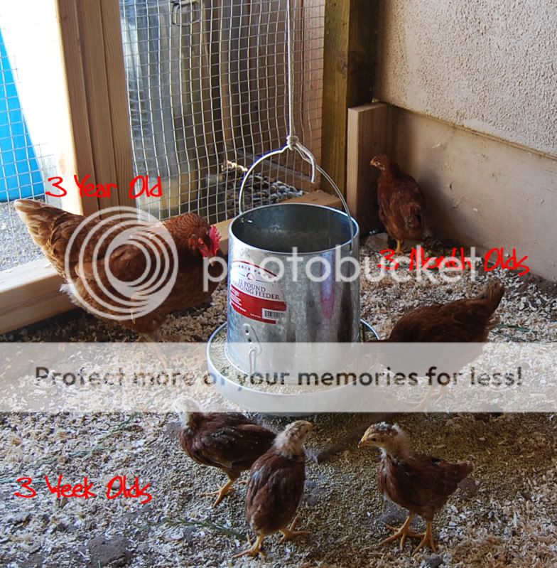 3w3m3yChickens.jpg