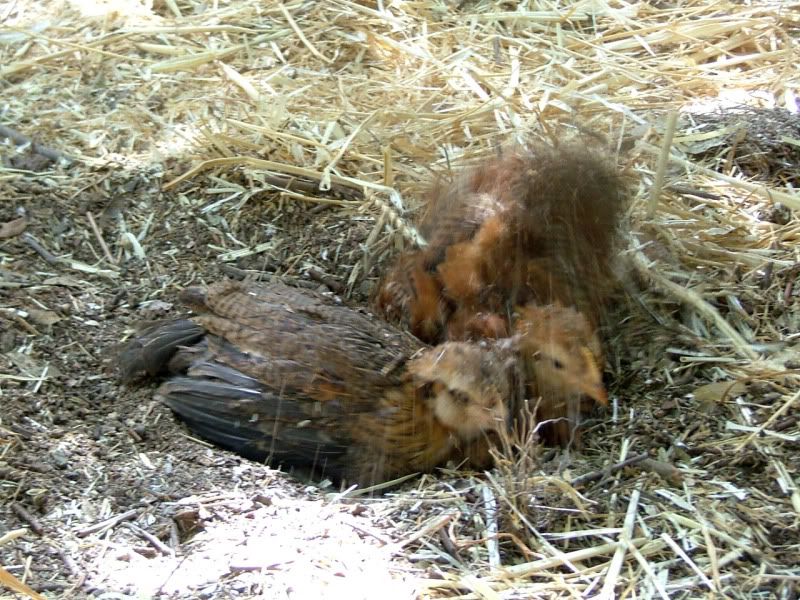 dustbaths.jpg