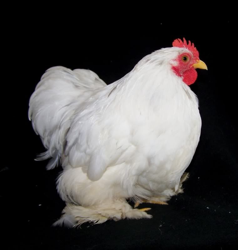 4sale9c.jpg