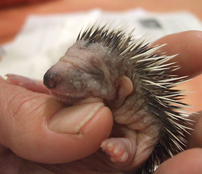 baby_igel.jpg