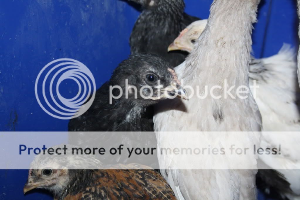 March2011162.jpg