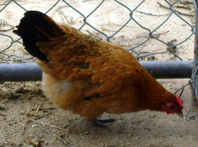 DSC01584.JPG