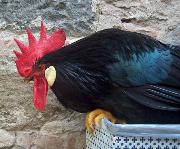 livorno_nera_m.JPG
