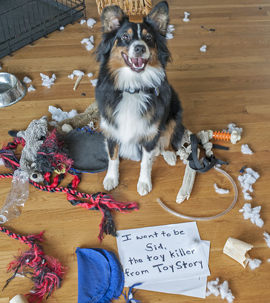 dog.shaming.jpg