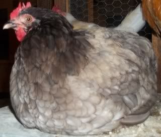 Chickens1-10046.jpg