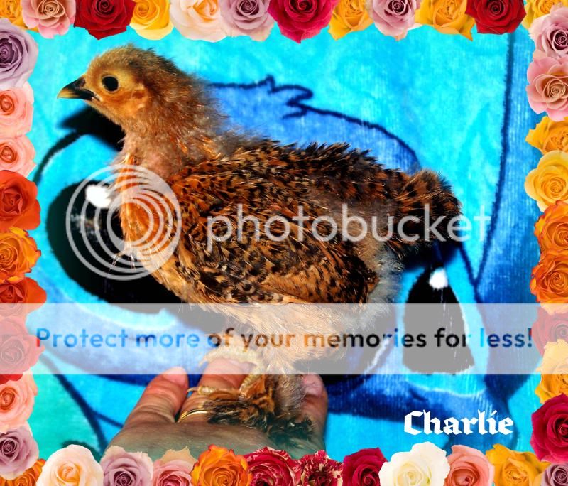 charlie04.jpg