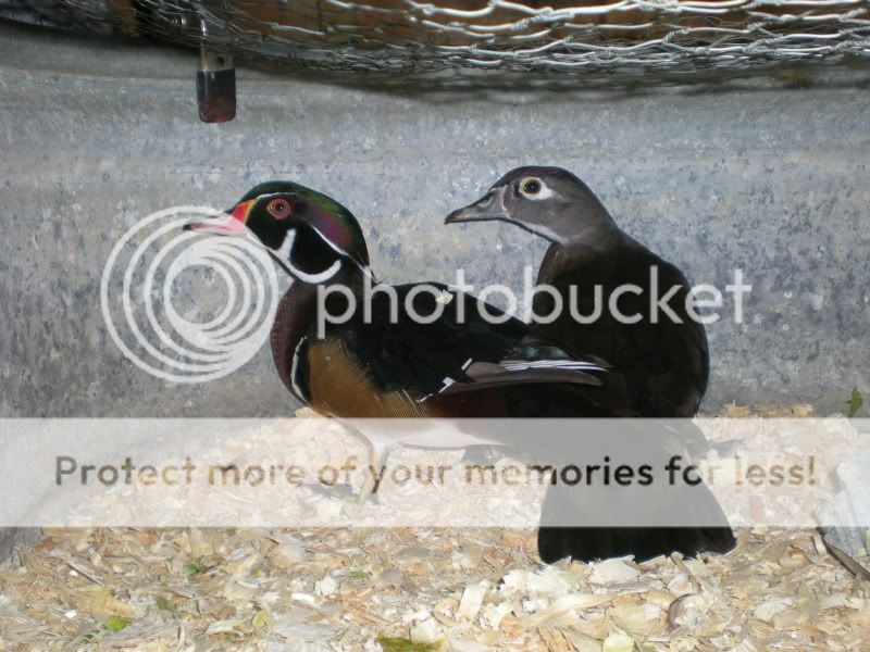 DSCN3685.jpg