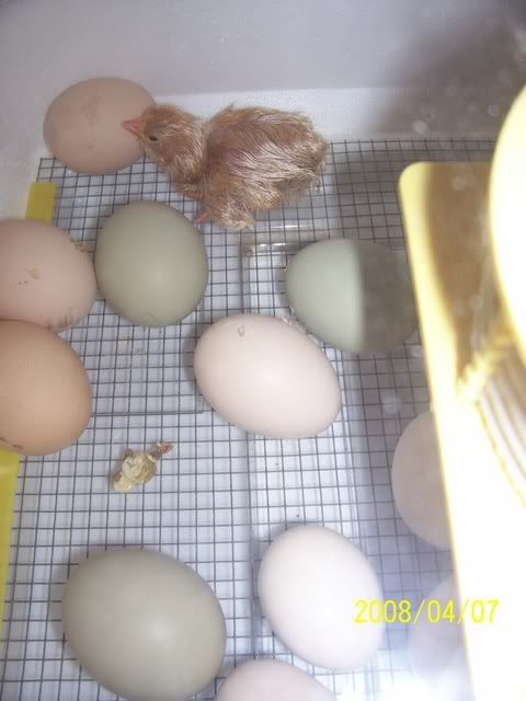 100_4646.jpg