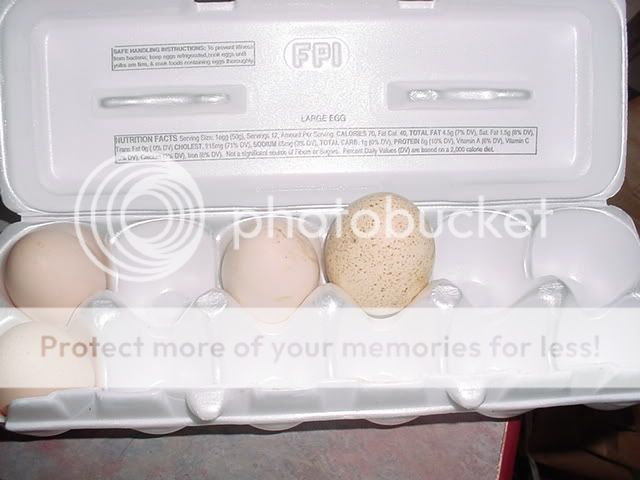 duckegg2.jpg