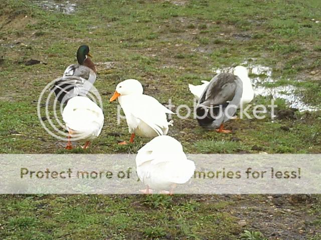 Picture137.jpg