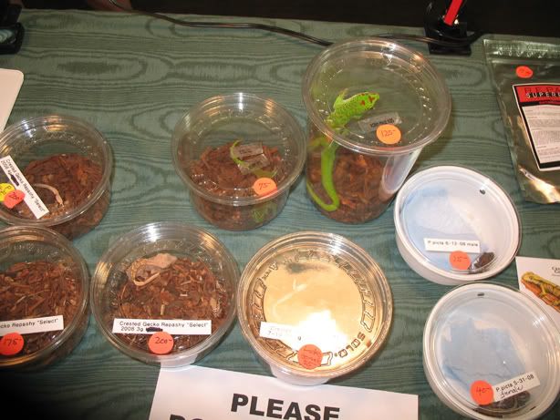 reptileshow028.jpg