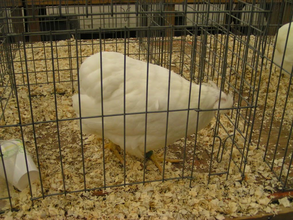 PICT0420.jpg