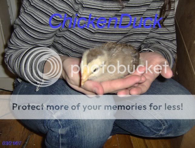 chickenduck1.jpg