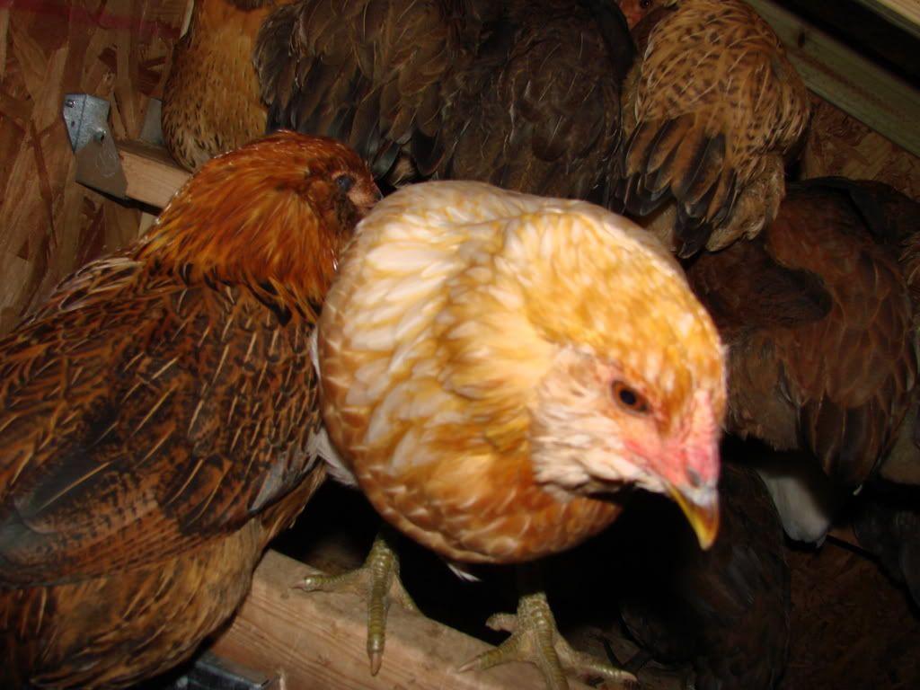 August_chickens_lemonade062.jpg