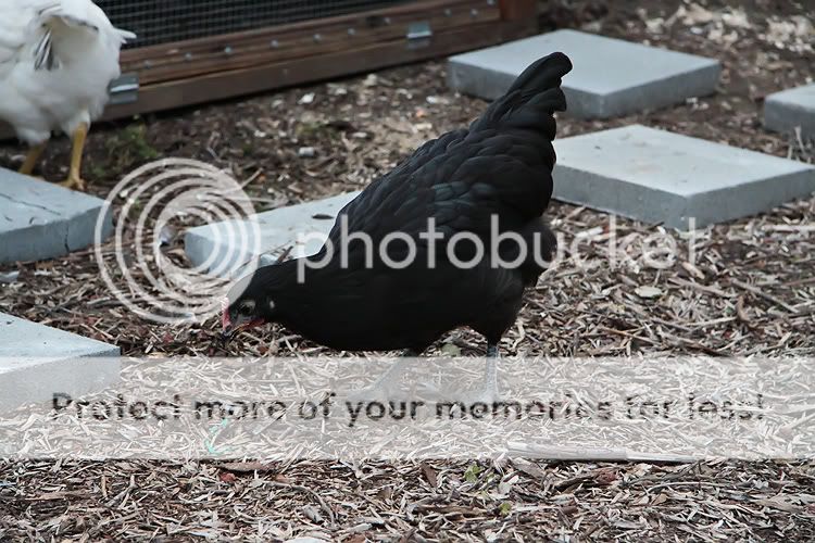 Shadow3.jpg