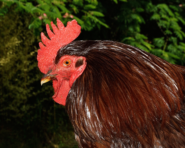 rhode-island-red.gif