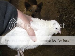AMQUAIL.jpg