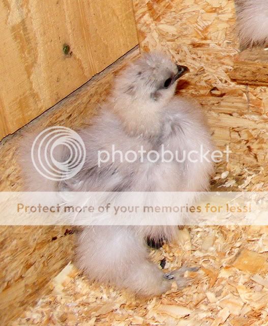 chicks018.jpg