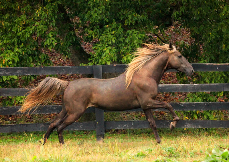 rocky_mountain_horse_6_by_venomxbaby-d31g3e3.jpg