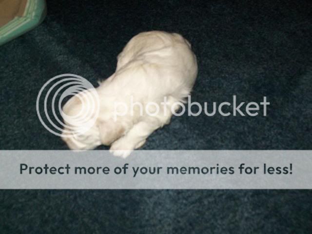 pups2.jpg