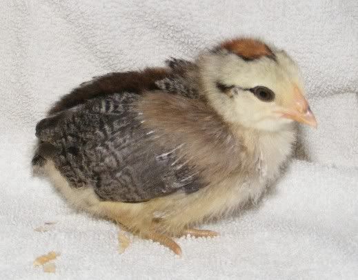 chick02.jpg