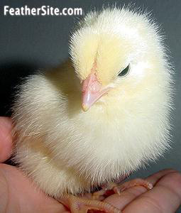 WhRockChik.JPEG