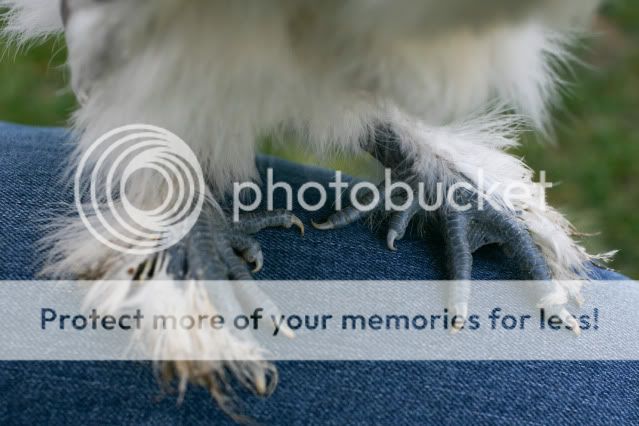 silkies0006.jpg