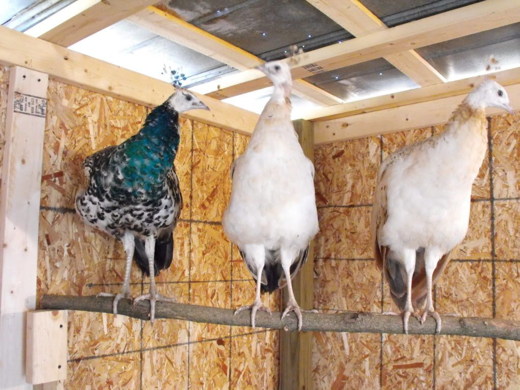 peacocks002-1.jpg