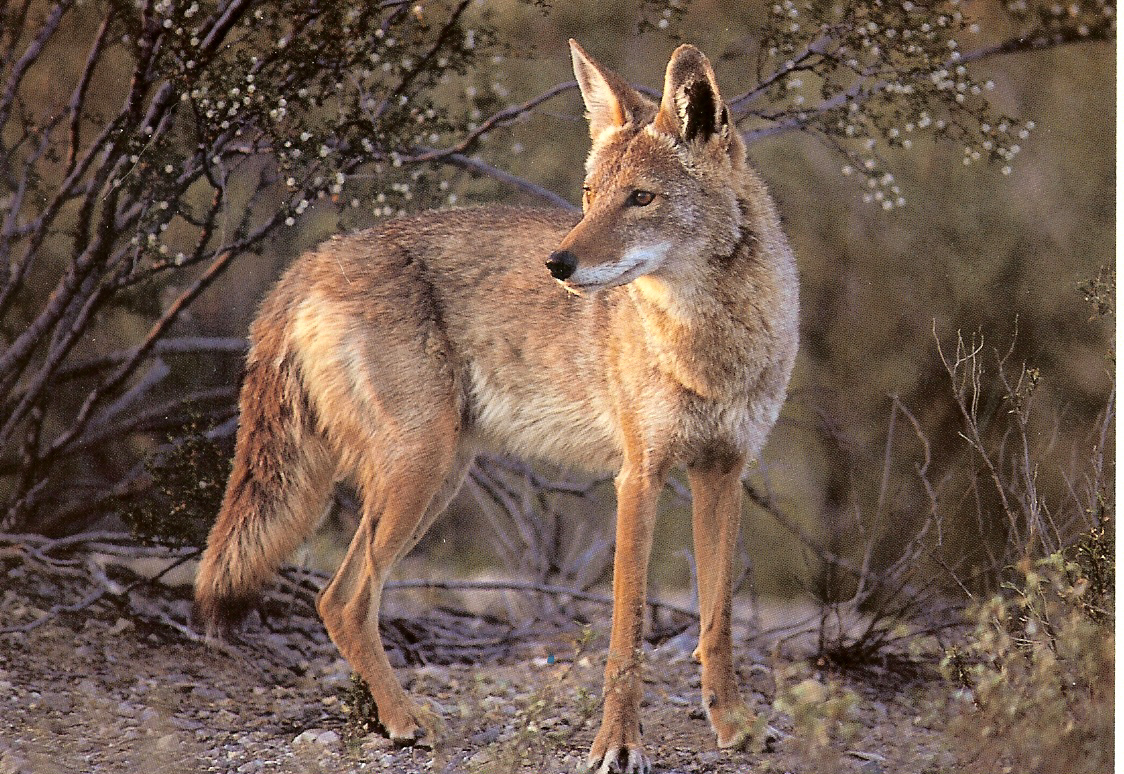 coyote11.jpg