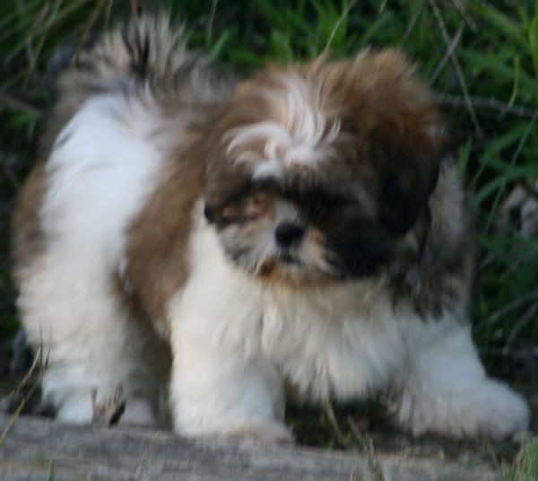 sammy.jpg