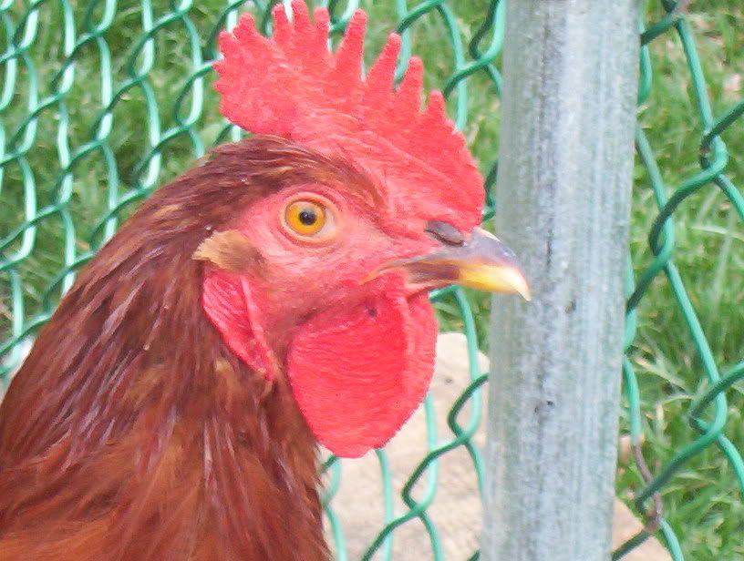 100_2599.jpg