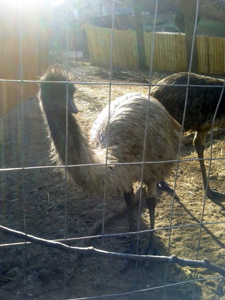 emu1.jpg