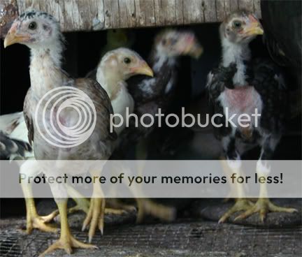 AseelChicks-2.jpg