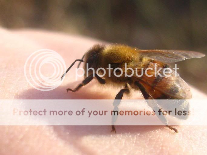 bee4.jpg