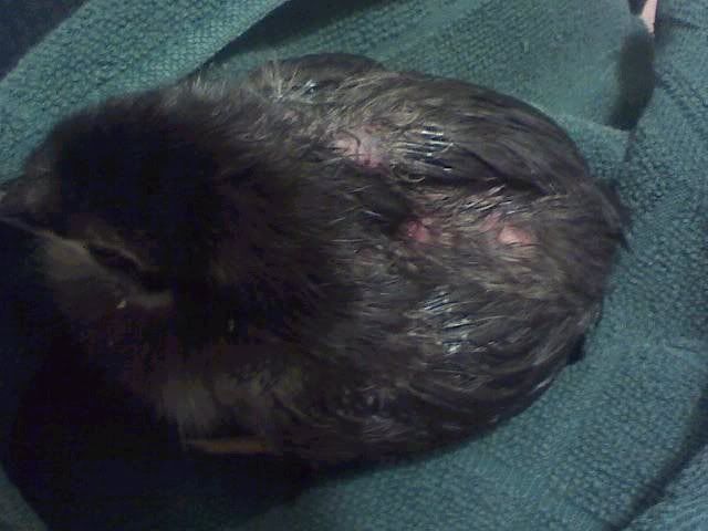 chick8.jpg