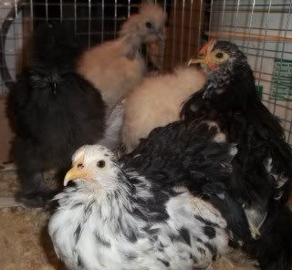 Chickens1-10098.jpg