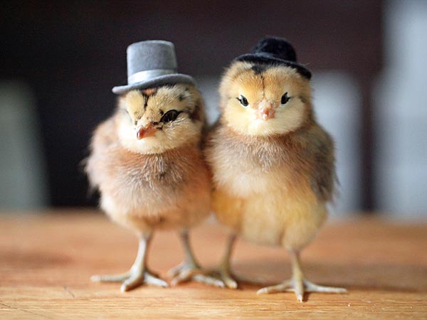 chicks-1.jpg