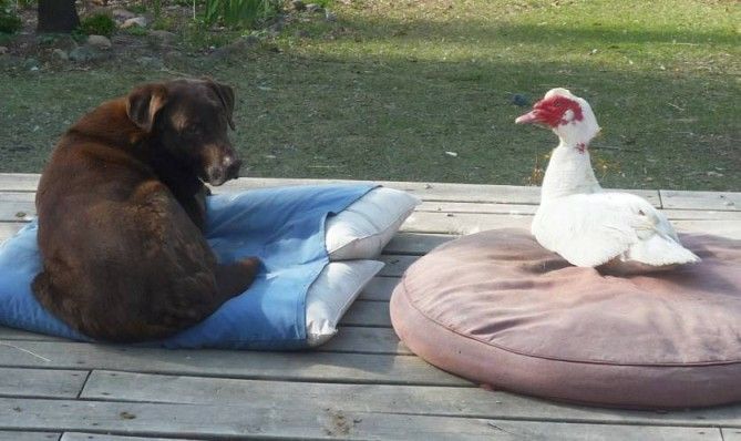 RocketandMrDucksmall.jpg