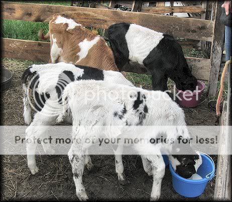 FeedingTime2.jpg