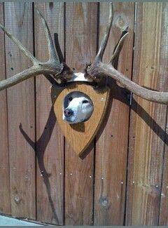 7f73bf452494c8dd5c13e1732a6f33b3--funny-dogs-funny-animals.jpg