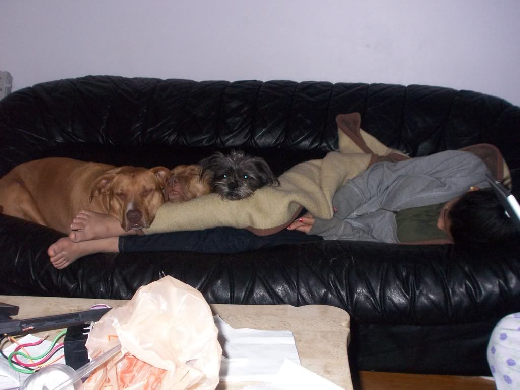 mdogssleeping.jpg