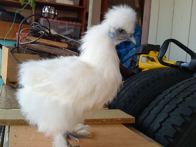 DSC01303.jpg