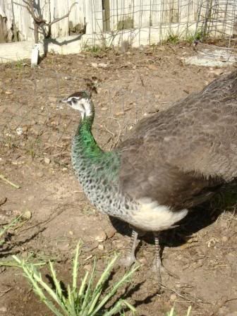 peacocksingarden3.jpg
